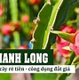 Tác Dụng Của Thanh Long Đỏ Với Bà Bầu